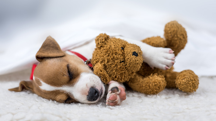 Adorable Jack Russell puppy dog sleeping soundly with his teddy bear. 